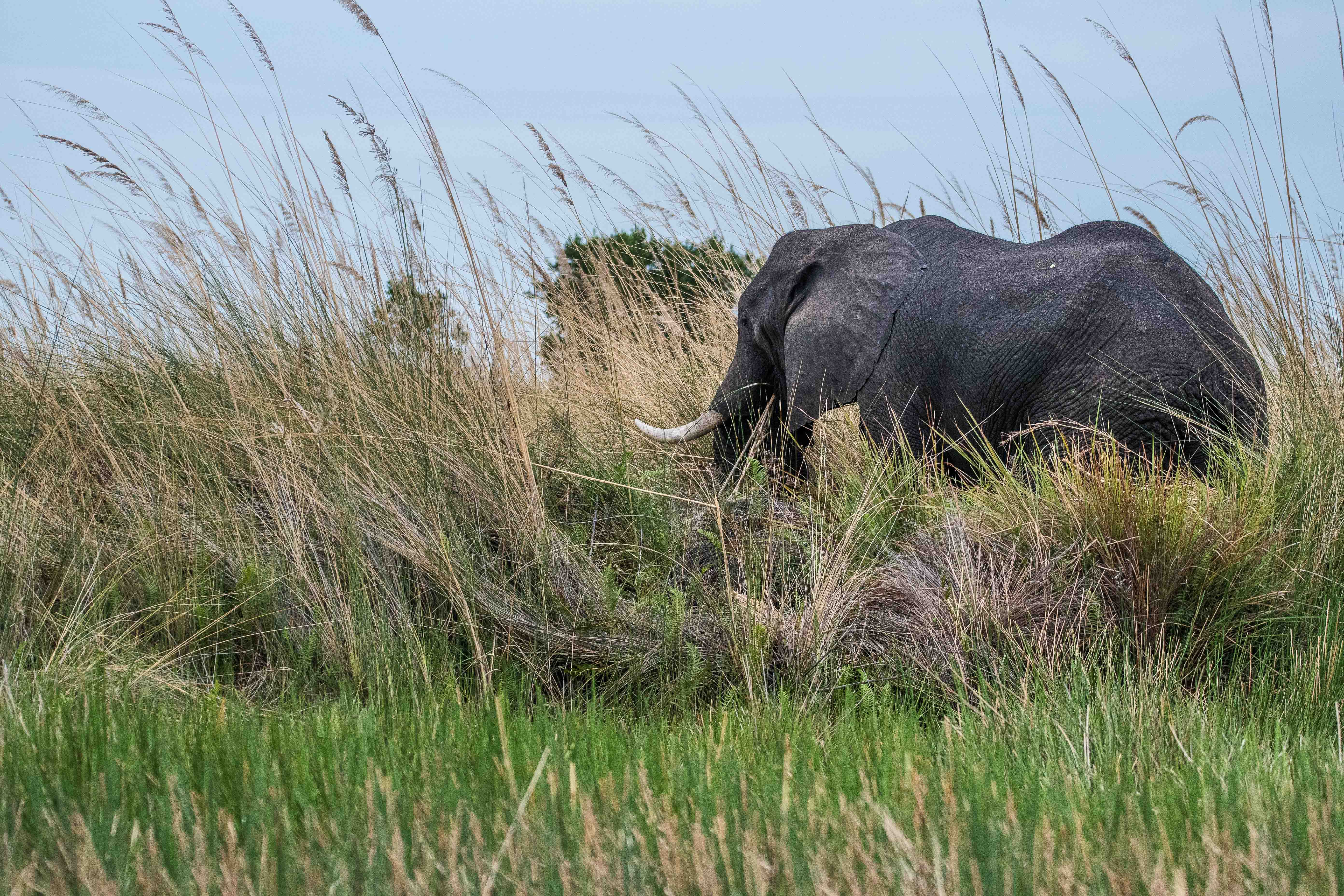 Eléphant de savanes africain (African bush elephant, Loxodonta africana), vieux mâle solitaire probablement en fin de vie se nourrissant d'herbe le long du Magweggana spillway, Botswana.